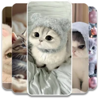 Cute Kitten Wallpaper